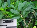 Coffea canephora