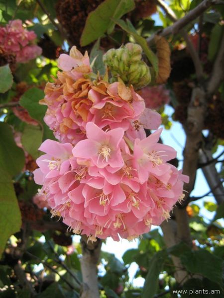 File:Dombeya wallichii-IMG 6333 sd.jpg