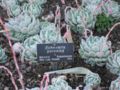 Echeveria potosina