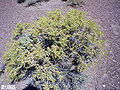 Sarcobatus vermiculatus; Source: USGS