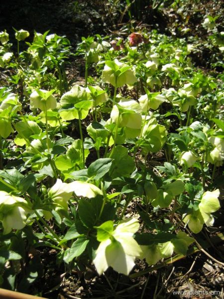 File:Helleborus orientalis-IMG 7711 sfbg0308.jpg