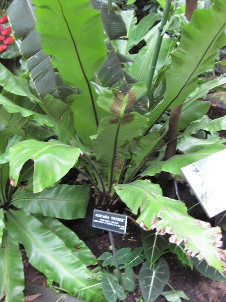 File:IMG 1100 bbg09.jpg