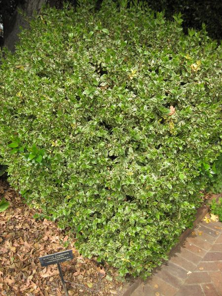 File:IMG 5242 hunt0904.jpg