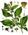 Botanical illustration