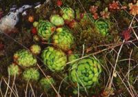 Jovibarba globifera, showing larger mother plants and smaller, globe-shaped offsets ("globi")
