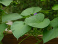 The leaves of a morning glory