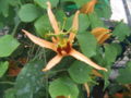 Thumbnail for version as of 22:12, 14 March 2009