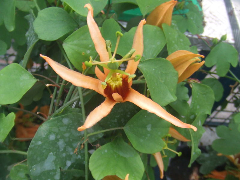 File:Passiflora aurantia3.jpg
