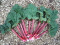 Thumbnail for version as of 16:44, 26 September 2007