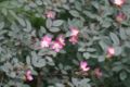 Rosa glauca, flowers and leaves