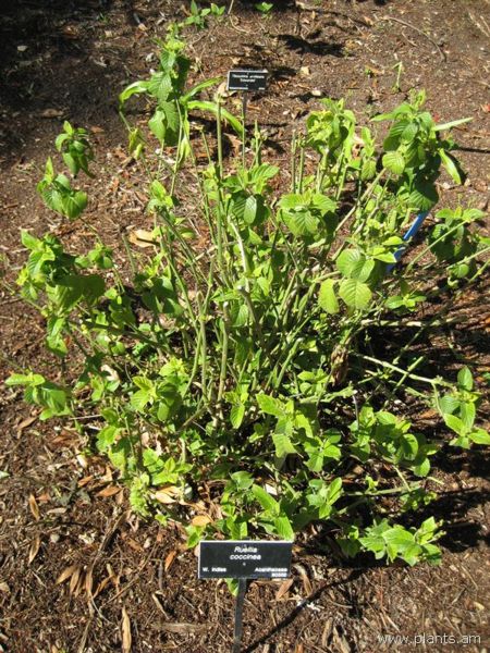 File:Ruellia coccinea-IMG 0981 hunt07.jpg