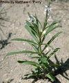 Narrow-leafed Vervain (Verbena simplex)