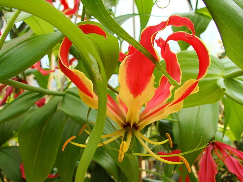File:1024px-Gloriosa superba (BG Zurich)-03.JPG