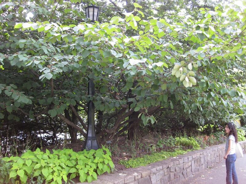 File:1024px-IMG 0636 bbg09.jpg