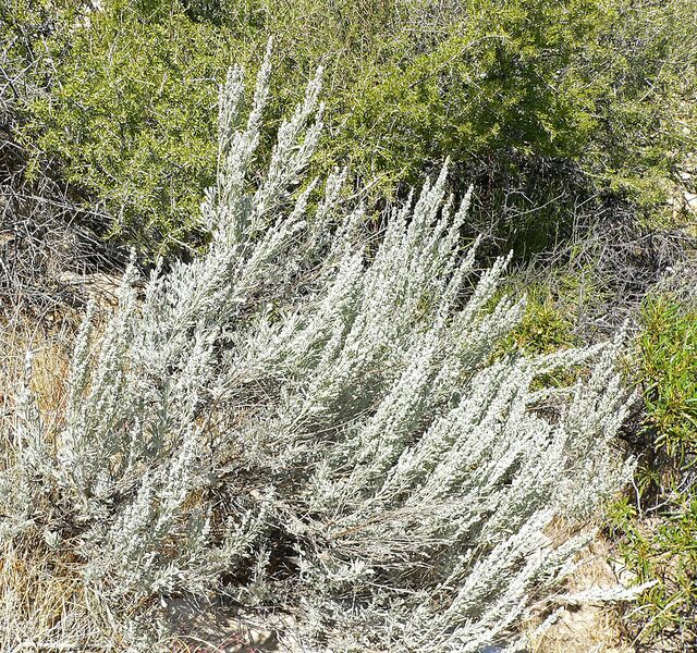 File:1093px-Artemisia tridentata 1.jpg