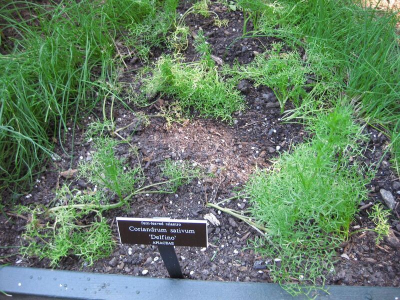 File:1280px-IMG 0371 nybg09.jpg