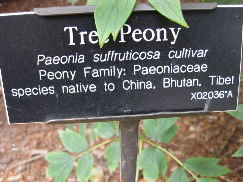 File:1280px-IMG 0643 bbg09.jpg