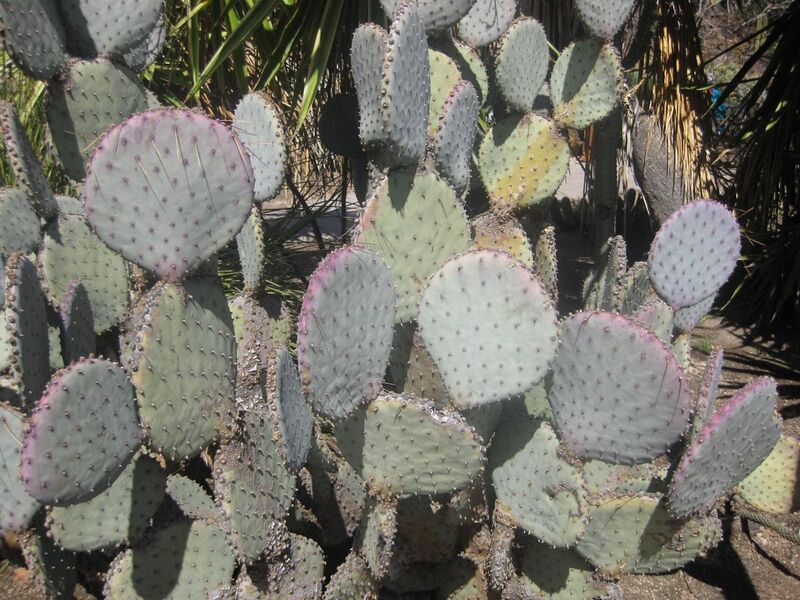 File:1280px-IMG 2229 hunt0903.jpg