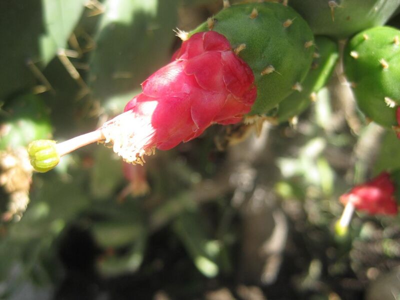 File:1280px-IMG 2269 hunt0903.jpg