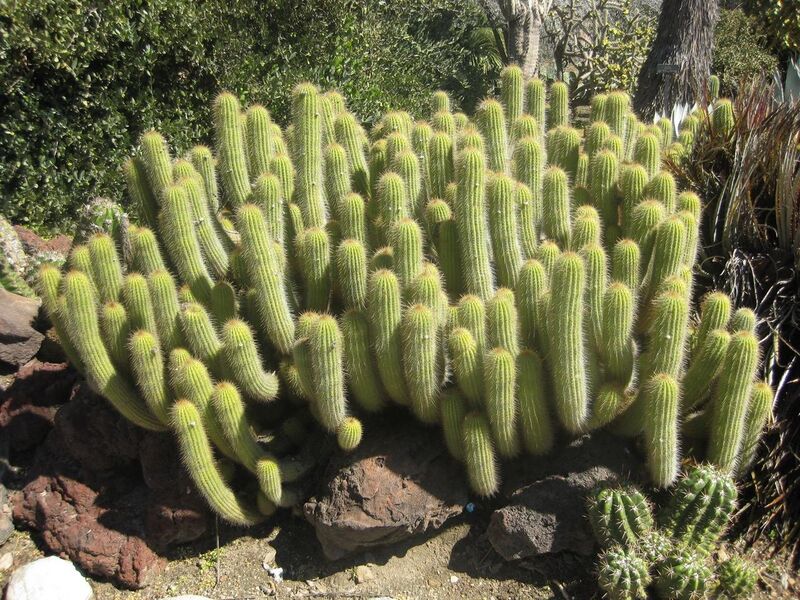 File:1280px-IMG 2448 hunt0903.jpg