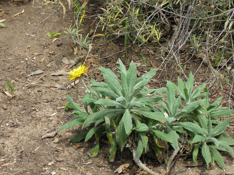 File:1280px-IMG 4519 hunt0904.jpg