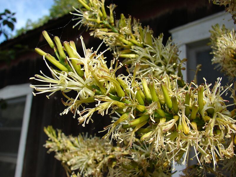 File:1280px-Starr 080417-4073 Dracaena marginata.jpg