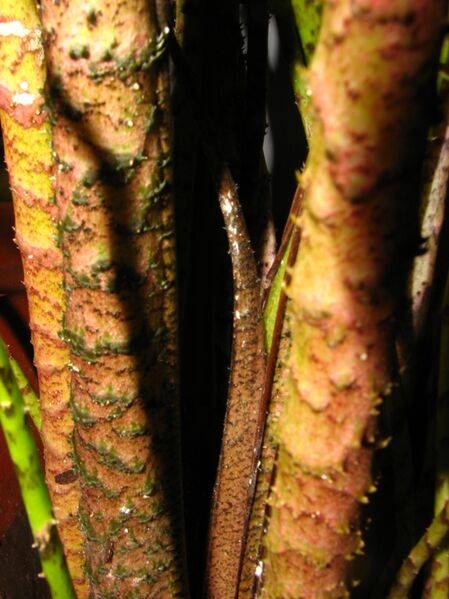 File:20100414170402!C johnstonii's new shoots.jpg