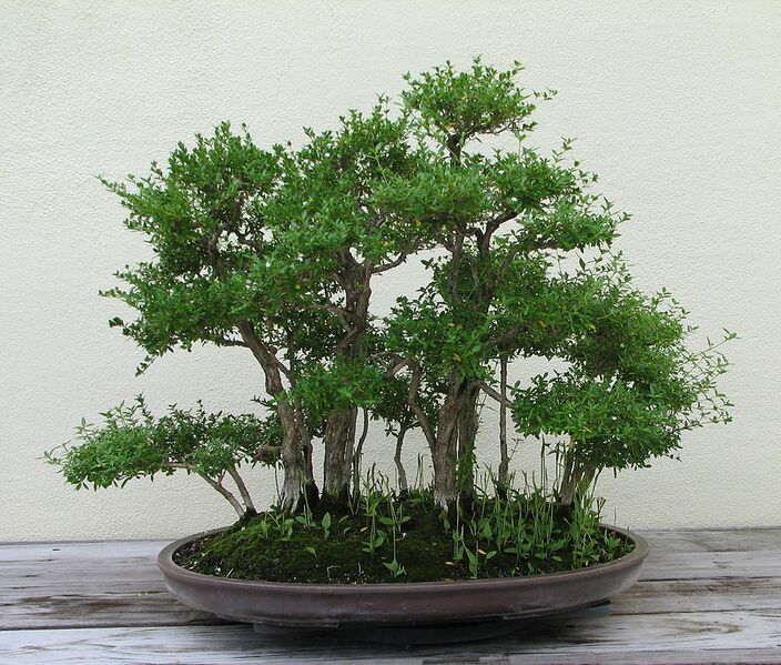 File:902px-Japanese Boxthorn, 1951-2007.jpg