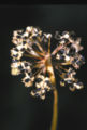 Seed head of A. cernuum