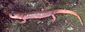 Thumbnail for version as of 17:52, 28 September 2007