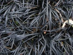 Black mondo grass