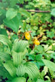 Thumbnail for version as of 09:57, 4 July 2007