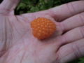 Salmonberry in hand