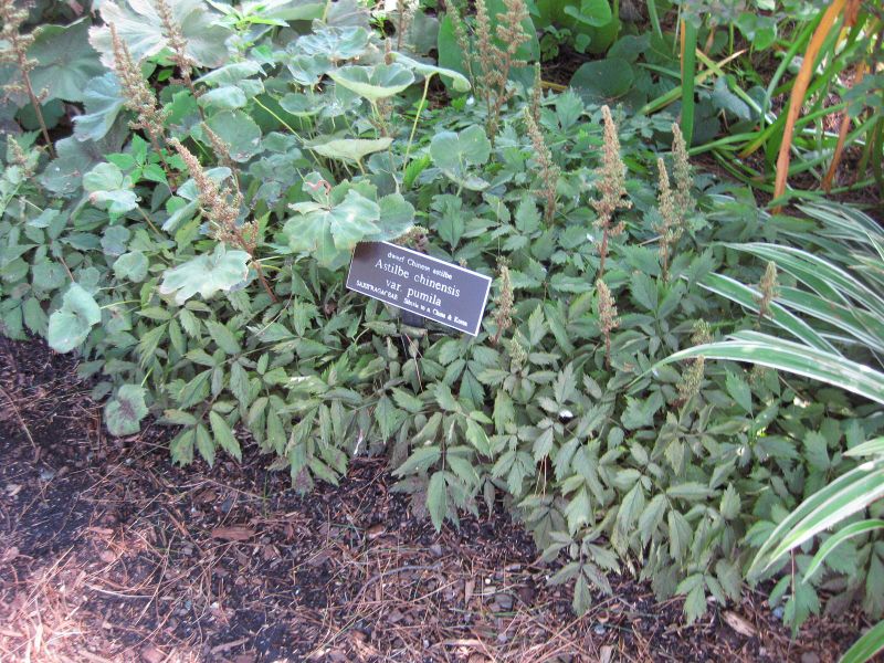 File:IMG 0216 nybg09.jpg