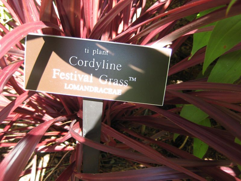 File:IMG 0245 nybg09.jpg