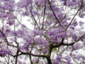 Thumbnail for version as of 18:04, 8 October 2008