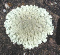 A foliose lichen on basalt.