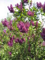 Thumbnail for version as of 10:32, 12 May 2007