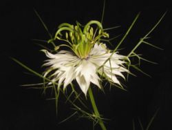 A white Nigella damascena
