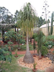 Ponytail palm