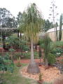 Nolinaceae:Beaucarnea recurvata, stem succulent