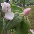 Thumbnail for version as of 16:35, 13 September 2007