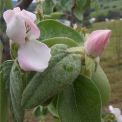 Cydonia oblonga flowers