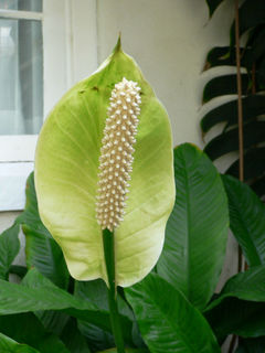 Spathiphyllum floribundum