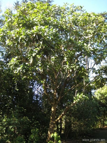 File:Talauma hodgsonii-IMG 7734 sfbg0308.jpg