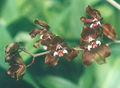 Thumbnail for version as of 10:30, 11 July 2007