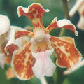 Thumbnail for version as of 11:25, 10 July 2007