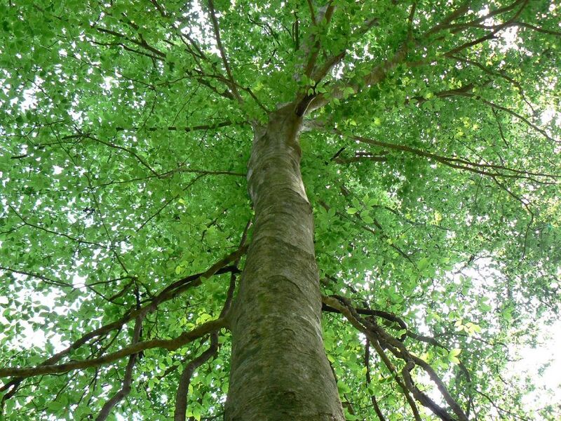 File:1024px-07-03AmericanBeechFL.jpg