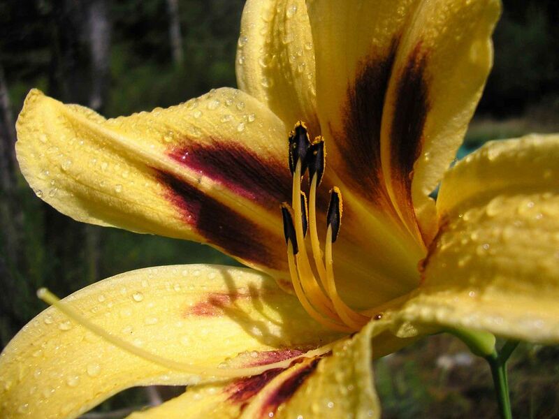 File:1024px-Day lily after the rain-3337.jpg