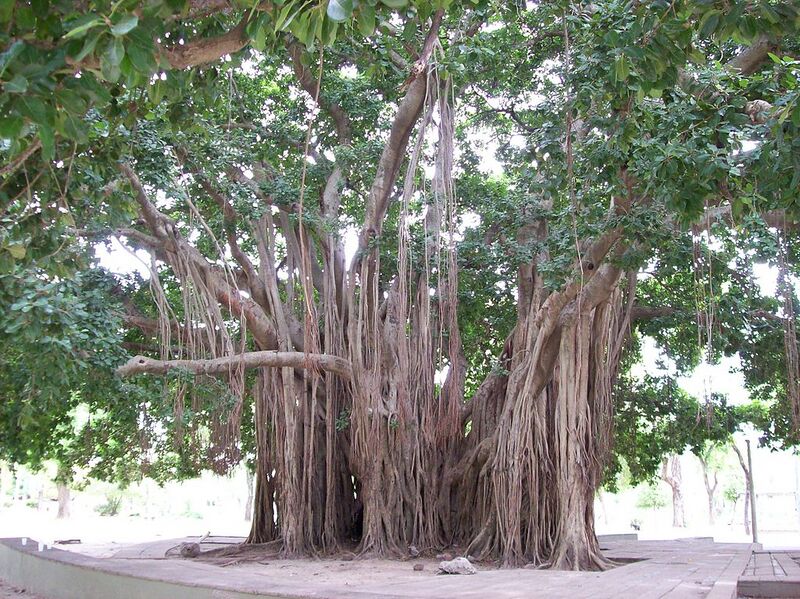 File:1024px-Gomero de la India, Parque Mitre, Corrientes.jpg
